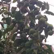 幻灯356头像