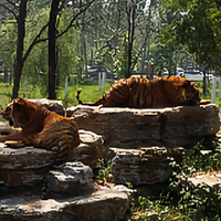 杨杨55977386头像