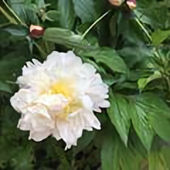 芳芳0623头像