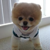 何小美的帅老公头像