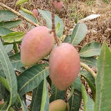 谭凯40头像