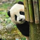 小小怪兽518头像
