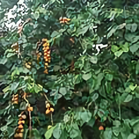 0发飙的蜗牛0头像