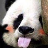你的伊利头像