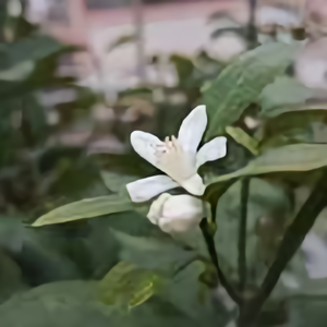 3月陌上花自开头像