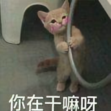 不摇944头像