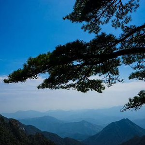 青松Beijing头像