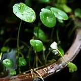 芥末那麽呛头像