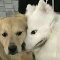 清新风铃jaQ头像