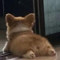 意秋208头像
