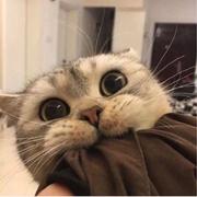 石头下的海星的个人资料头像