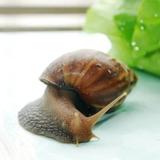 一只大蜗牛zz头像