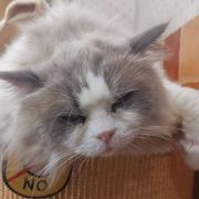 Snowball460的个人资料头像