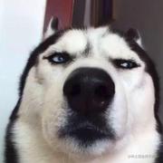 sddyzm的个人资料头像