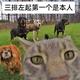 昭君牛蛙头像