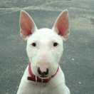 大东爱学习的个人资料头像