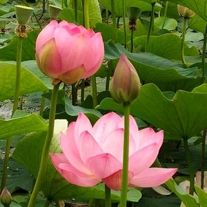 淡雅若仙头像