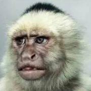 爱学习的非酋的个人资料头像