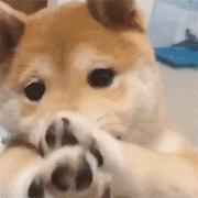 开发学不会的个人资料头像