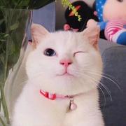 vkuyxu的个人资料头像