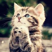 KyleZhao的个人资料头像