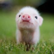 abcd908的个人资料头像