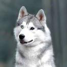 帅小懒的个人资料头像