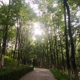 紫竹林655头像