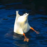 Hyundai的个人资料头像