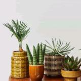 老憨倭瓜子头像