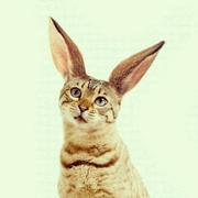 一粒猫的个人资料头像