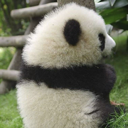 PandaHi的个人资料头像