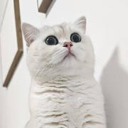 NoLatitude的个人资料头像