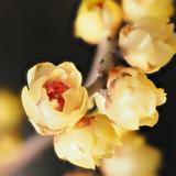 牧羊人33198头像