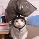 jabberwocky66838的个人资料头像