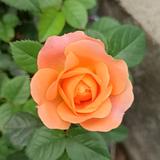 漂亮女人美妆店肖春英头像