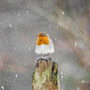 2631501036的个人资料头像