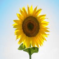 上帝的左手12345头像