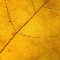 哒哒的脚丫头像