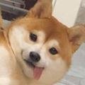 自在生活家Zz头像