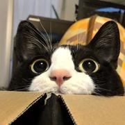 奶牛猫受害者的个人资料头像