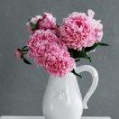 韩君丽的个人资料头像