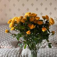 跟着叶子去旅行头像