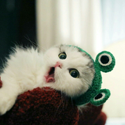 毛毛饭的个人资料头像