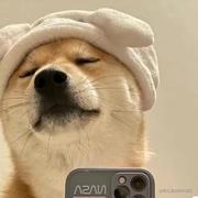 飞奔的小猪耶的个人资料头像