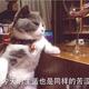 飞翔的新然 · 摩卡PHEV车主·车龄1年头像