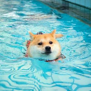 游泳小杨头像
