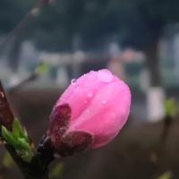 凯迪拉什么头像