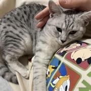 小孩柚自尊的个人资料头像