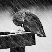 Fibonacci的个人资料头像